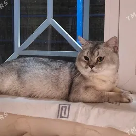 кот на вязку