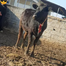 Corny piyostr Tüwe BoGaZ