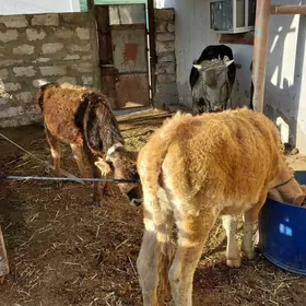 окуз ве гачар