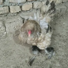 брама.товык.3саны.жужэси