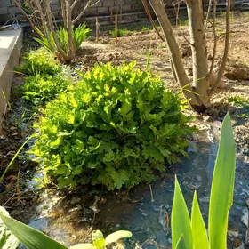 Хризантемы