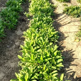 Ромажки английские