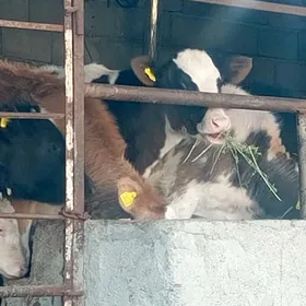 Simental Öküz Tüwe Göle