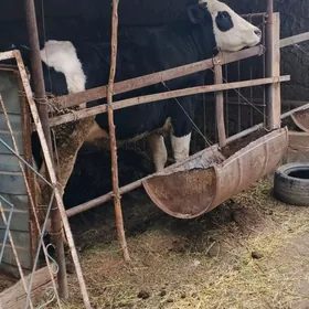 Galisteyin Simental tuwe