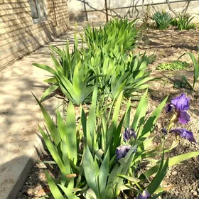 Ирис Германский