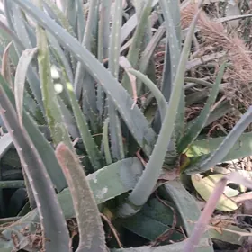 aloe gulleri