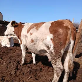 богаз сментал сыгыр