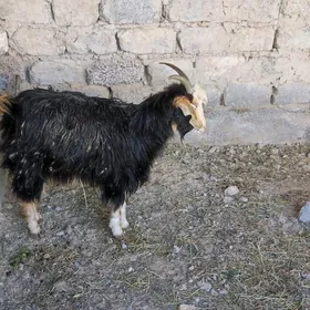 owlakly geçi yaş gurat