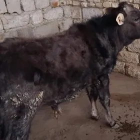 MAL OKÜZ TOHIM ŞWES