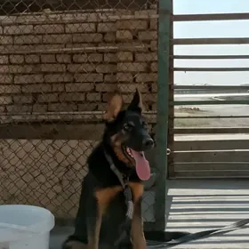 немецкий собака.