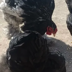 хораз брама