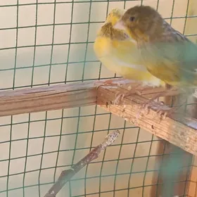 канарейка