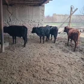 4 sany 1 ÿaşar őkűzçe