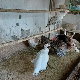 Indyuklar owgan garsyk