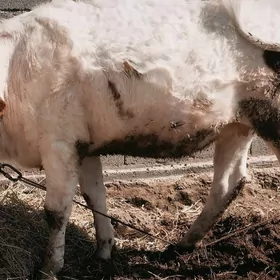 smental sygyr bogoz tuwe s