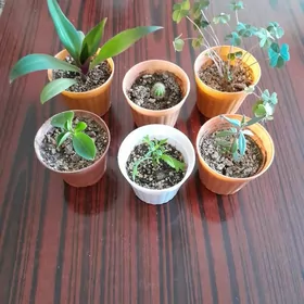 растения цветы