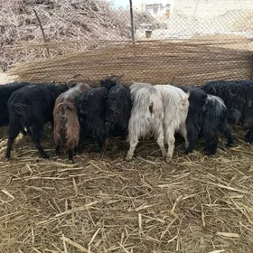 овлаклы  богаз Иш ташлан