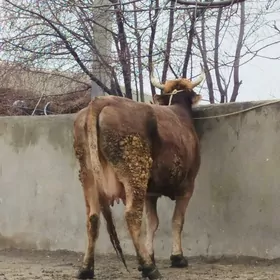 arassa şiwit Bogoz sygyr