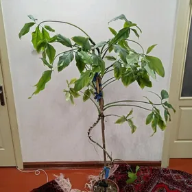 Растение, domaşnyy gül