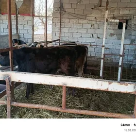 10 айлык голе туве