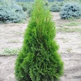 tuýa, arizon, sosna