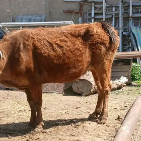 Bakyda duran Gysyr Sygyr