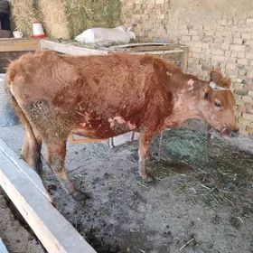 сыгыр туве богоз