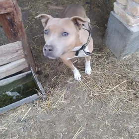  собакасобака