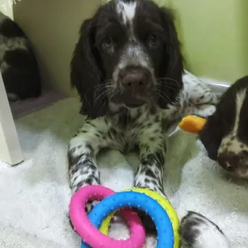 Щенки Русского Спаниеля