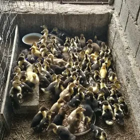 Ordek Indawutga juyjesi