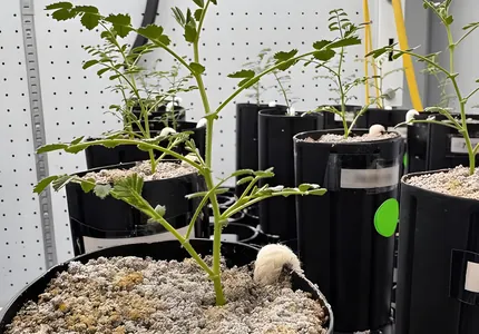 Учёные предложили выращивать нут на Луне