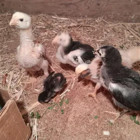 satlyk bayes juyjeler