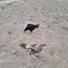 satlyk bayes horozlar