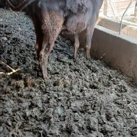 саглык сыгыр