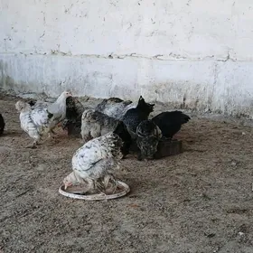 brama balgar troỳka