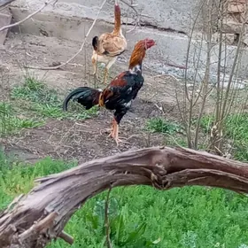 сатлык хораз