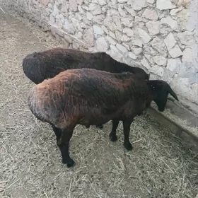 Goç, Gazaky goçlar