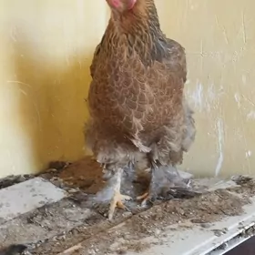 TOWUK BALGAR BILEN TAŞKENTDAN