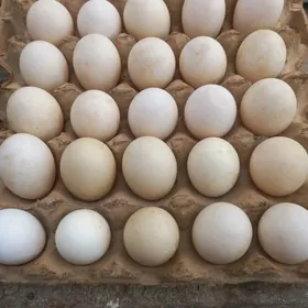 ой гушлары. Гак гак юмуртга са