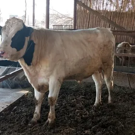 Голштейн окуз