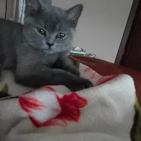 Шотландская девочка