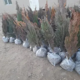 baglar штиль obdim.