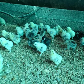 болгар жуже