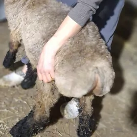 tokly issek goyun geci