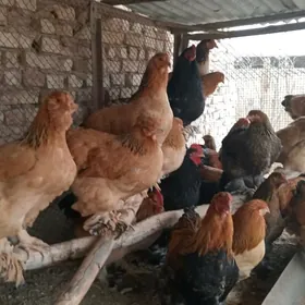 brama towuk horaz arginal