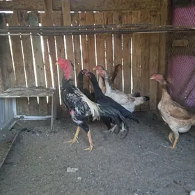 Horaz towuk yumurtga