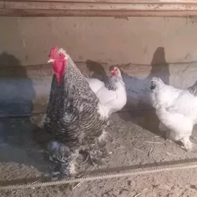 brama towuk horaz arginal