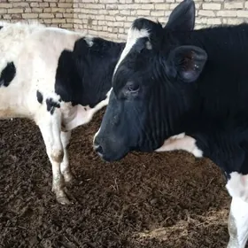 Galisteyin okuz 2 sany