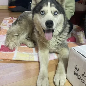 Собака Хаски