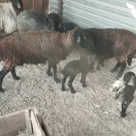 Araby Guzly Goyunlar